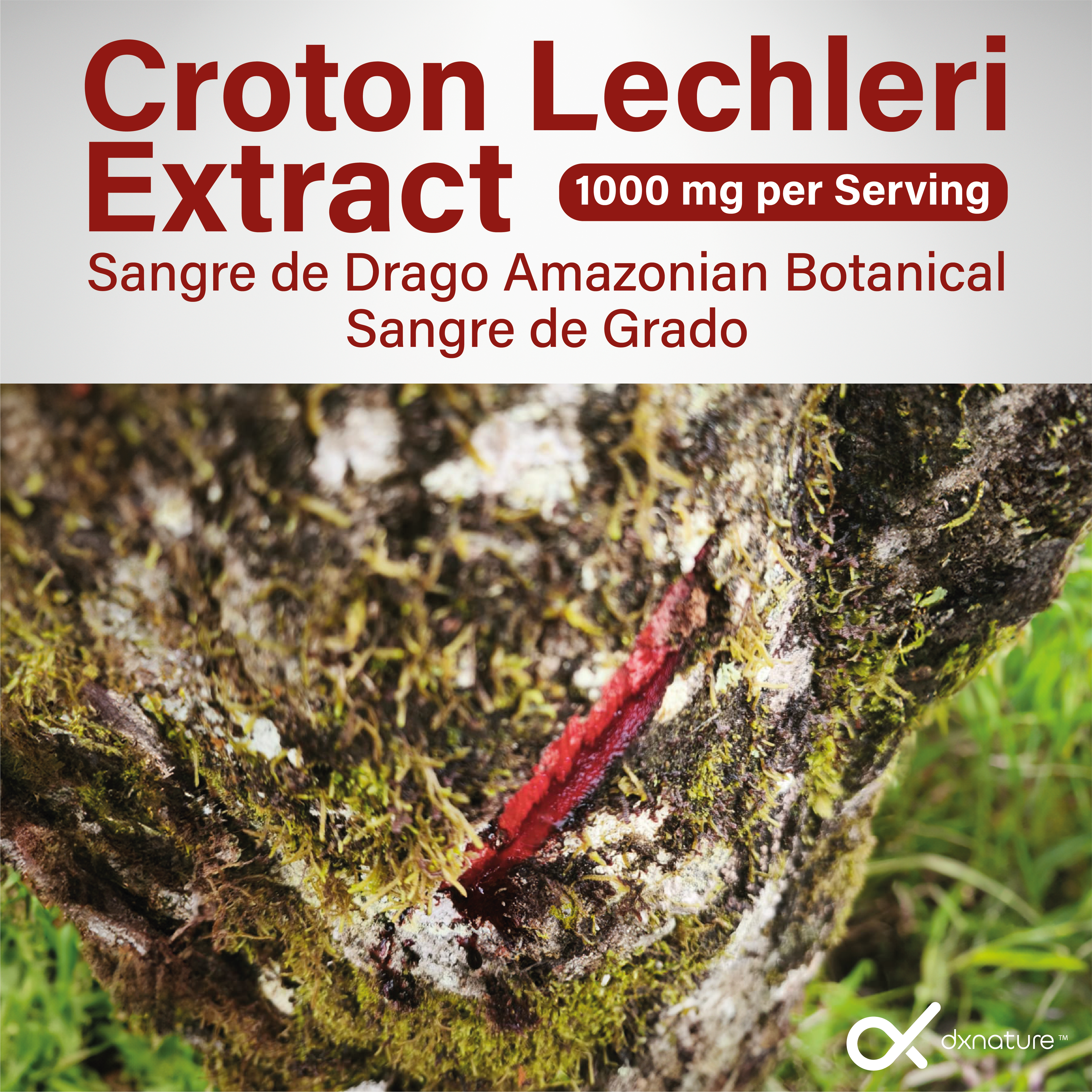 Dragon’s Blood Capsules – Natural Antioxidant & Immune Support